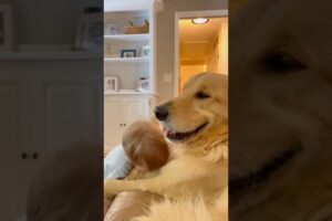 Dogs like to be with babies🥰🥰