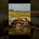 EP4. Anaconda vs  giant mantis #animal fight #fight #animals