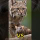 EPIC Animal Fights for Survival! #animals #wildlife #shorts #cat #catlovers #catshorts #fyp #foryou