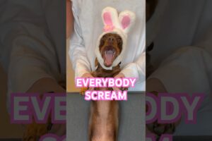 EVERYBODY SCREAM #minidachshund #dachshund #funnydog ##sausagedog #cutedog #funny #cute #puppy #dog