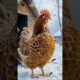Elderly Woman Rescues Hen Covered in Millions of Bees #chicken #animals