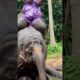 Elephants have the cutest puppies #cursed #ai