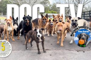 Entertaining Doggy Daycare TV - Dog Video for Dogs To Watch - 🐶 Relaxing Music & Real Sounds