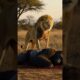 Epic Legends Collide.                                    #shorts #animal fights
