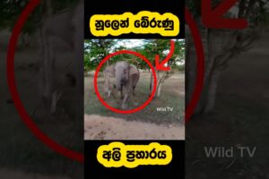 Escape from a wild elephant attack🫣 #shortvideo #shorts #elephant #attack #fight #youtube #reels #1