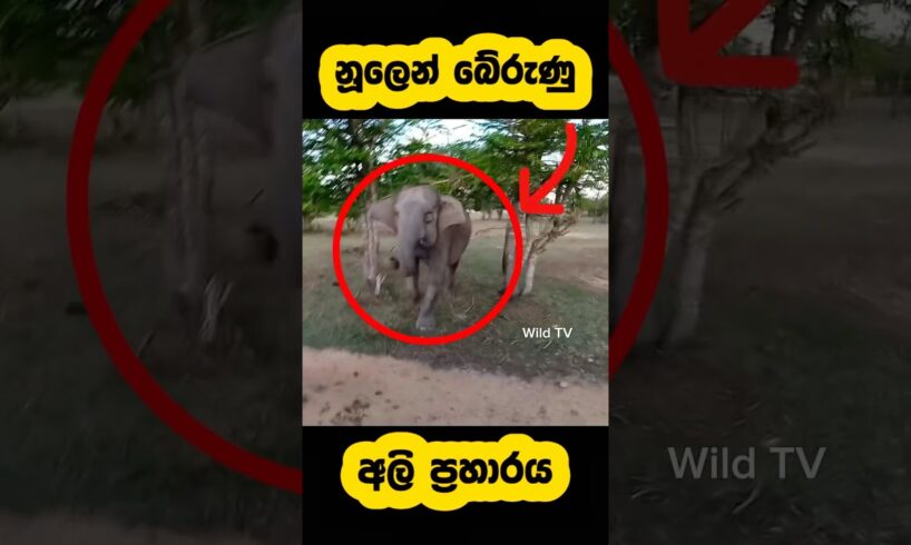 Escape from a wild elephant attack🫣 #shortvideo #shorts #elephant #attack #fight #youtube #reels #1