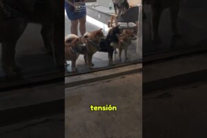Esta Pelea Callejera De Gatos No Se lo Pierden LosPerros