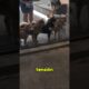Esta Pelea Callejera De Gatos No Se lo Pierden LosPerros