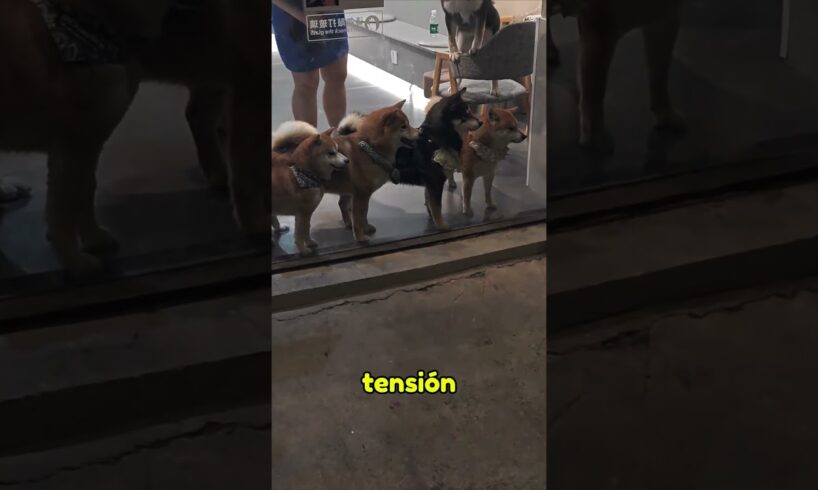 Esta Pelea Callejera De Gatos No Se lo Pierden LosPerros