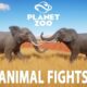 Every Animal Fights in Planet Zoo - PLANET ZOO - Planet Zoo Animal Fights - PART 1