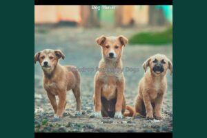 Fabulous Cute Puppies