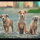 Fabulous Cute Puppies