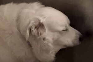 Family discovers dog is deaf. Their response is hearttbreaking.