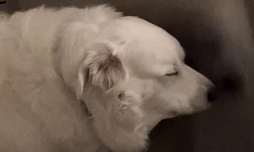 Family discovers dog is deaf. Their response is hearttbreaking.