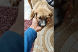 Feeding a cute puppies 😊 #puppies #feedingpuppies