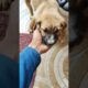 Feeding a cute puppies 😊 #puppies #feedingpuppies