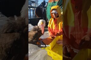 Fisherman Feeds Bald Eagle in Exchange for Friendship🥹😅 #animals