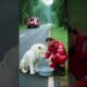 Forest Adventure|The whole process of rescuing White Lion #animals #wildliferescue #shorts #lion
