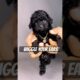 Freeze, time to switch gears! #viralvideo #puppy #toypoodle #poodle #cute #shorts