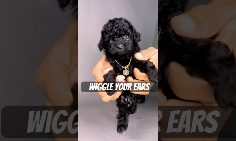 Freeze, time to switch gears! #viralvideo #puppy #toypoodle #poodle #cute #shorts