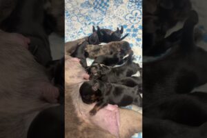 Frenchie mix Yorkie’s 🐶😮‍💨#reels #cute #puppies #tiktok #beautiful #shorts #subscribe #me #like