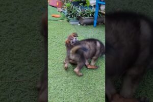 Fun Time Of Cute Puppies #cutepuppy #dogshorts
