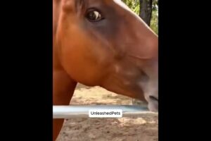 Funniest Animals 2025 – You Won’t Believe What Touched the Fence!