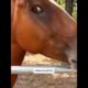 Funniest Animals 2025 – You Won’t Believe What Touched the Fence!