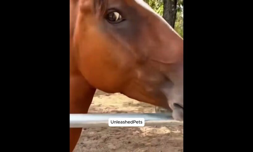 Funniest Animals 2025 – You Won’t Believe What Touched the Fence!