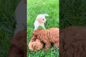Funniest & Cutest Puppies #3 #puppies #cutedogs