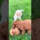 Funniest & Cutest Puppies #3 #puppies #cutedogs