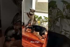 Funniest Dog and Cat Videos You'll Ever See #funny #funnycatanddog