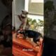 Funniest Dog and Cat Videos You'll Ever See #funny #funnycatanddog