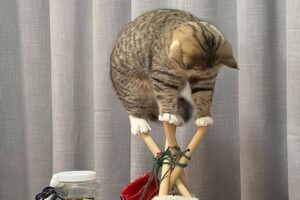 Funniest Videos Animals 🐧 - Best Of The 2024 Funny Animal Videos 😁 P2