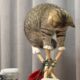 Funniest Videos Animals 🐧 - Best Of The 2024 Funny Animal Videos 😁 P2