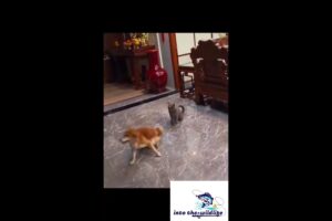 Funny Animal Fights Caught on Camera 🐒🦁😂 | Hilarious Animal Brawls You Can’t Miss!