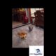 Funny Animal Fights Caught on Camera 🐒🦁😂 | Hilarious Animal Brawls You Can’t Miss!