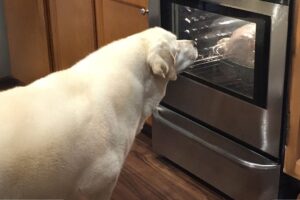 Funny Dogs 2024 That Will Definitely Brighten Your Day😍