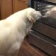 Funny Dogs 2024 That Will Definitely Brighten Your Day😍
