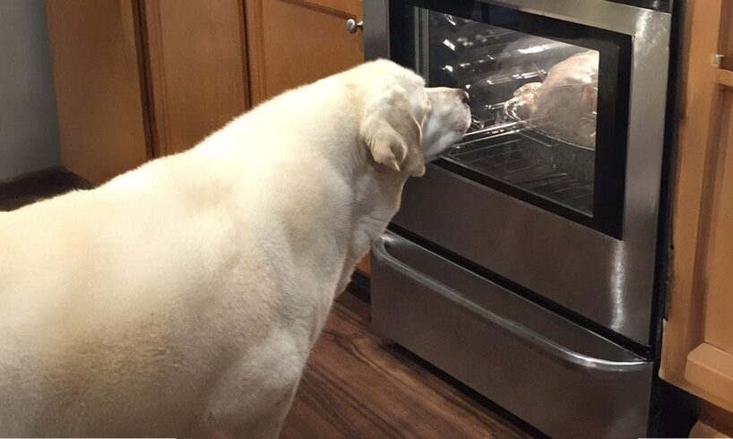 Funny Dogs 2024 That Will Definitely Brighten Your Day😍
