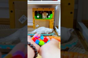 Funny cat playing video backwards.Interesting and lovely animal video #kitten #宠物 #funny