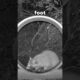 GIANT Cat Wheel vs Wild Animals!