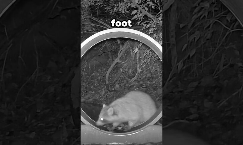 GIANT Cat Wheel vs Wild Animals!