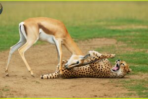 GREATEST Animal Fights of All Time Caught On Camera | Animal Fights