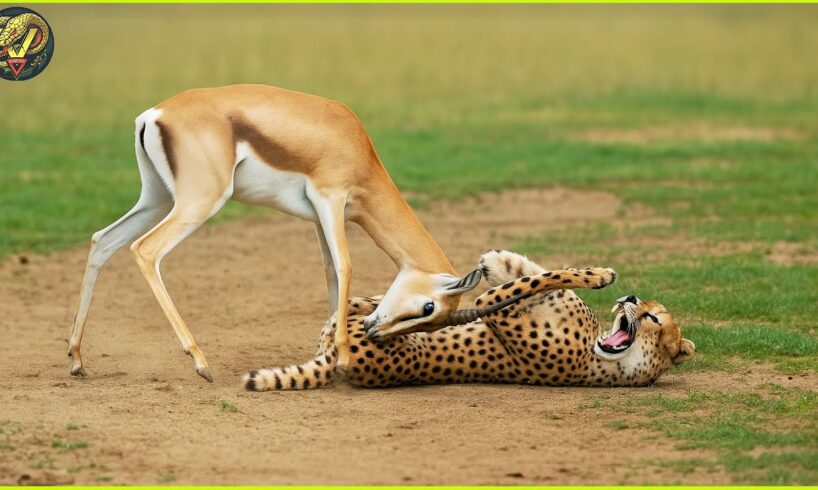 GREATEST Animal Fights of All Time Caught On Camera | Animal Fights