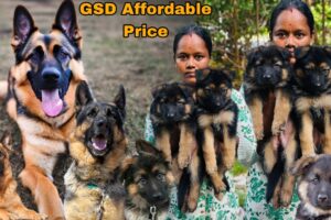 GSD German Shepherd Puppies in Chennai For Affordable Price | SR Pets | Cute Puppies