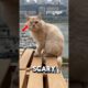 Gangster Cat Falls In Love And Retires❤️#straycat #cat #kitty
