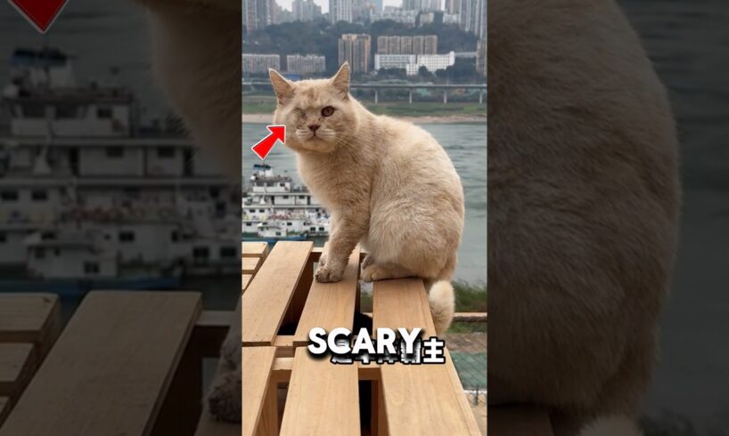 Gangster Cat Falls In Love And Retires❤️#straycat #cat #kitty