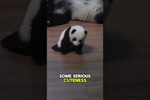 Giant Pandas Learning to Walk – Cute and Funny! #animals #cuteanimals #shorts