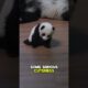 Giant Pandas Learning to Walk – Cute and Funny! #animals #cuteanimals #shorts